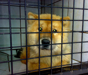 Chow Chow Emergency