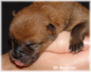 Newborn chow discount chow